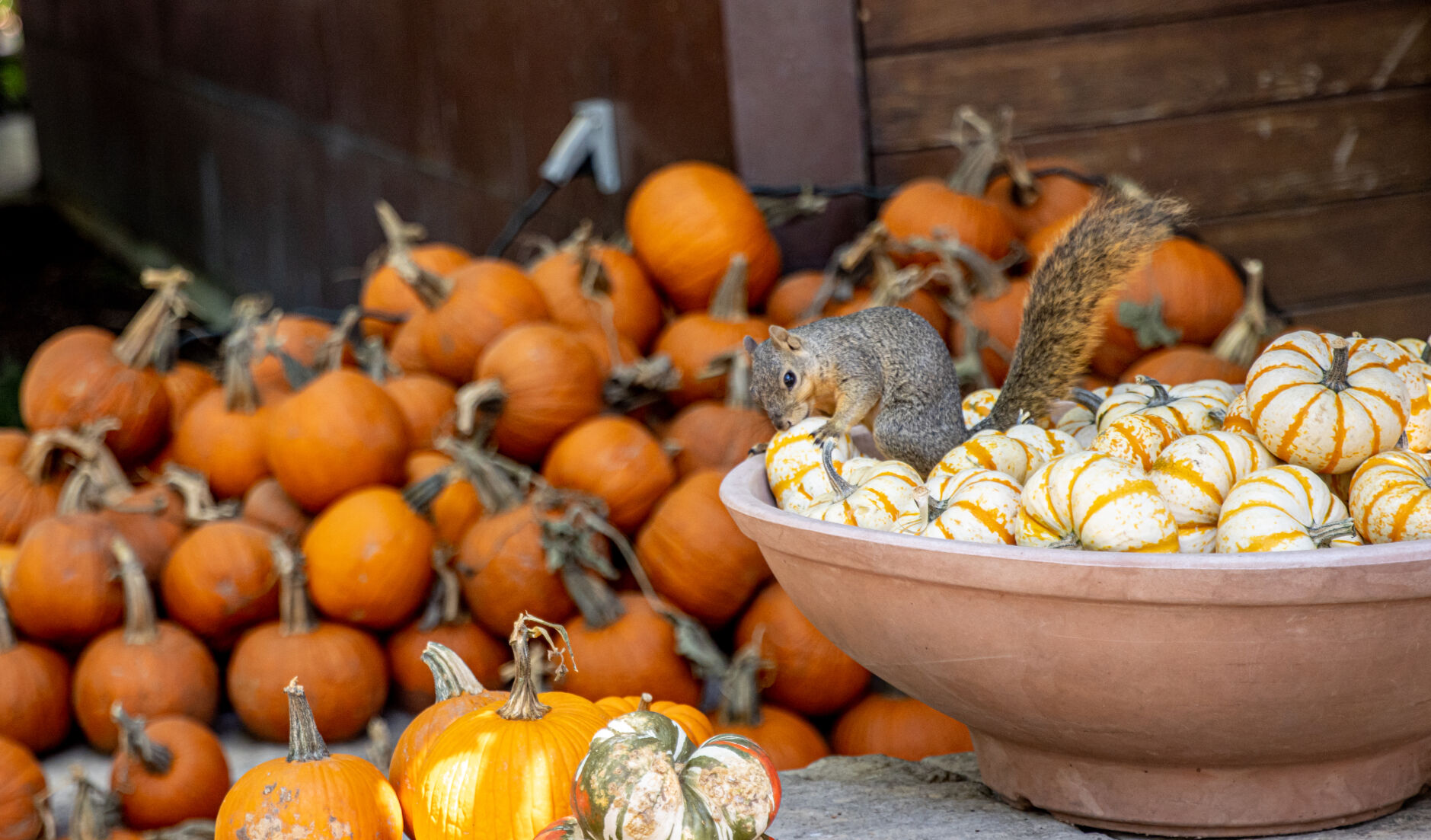 The Dallas Arboretum and Botanical Garden gives guests a rich taste of fall
